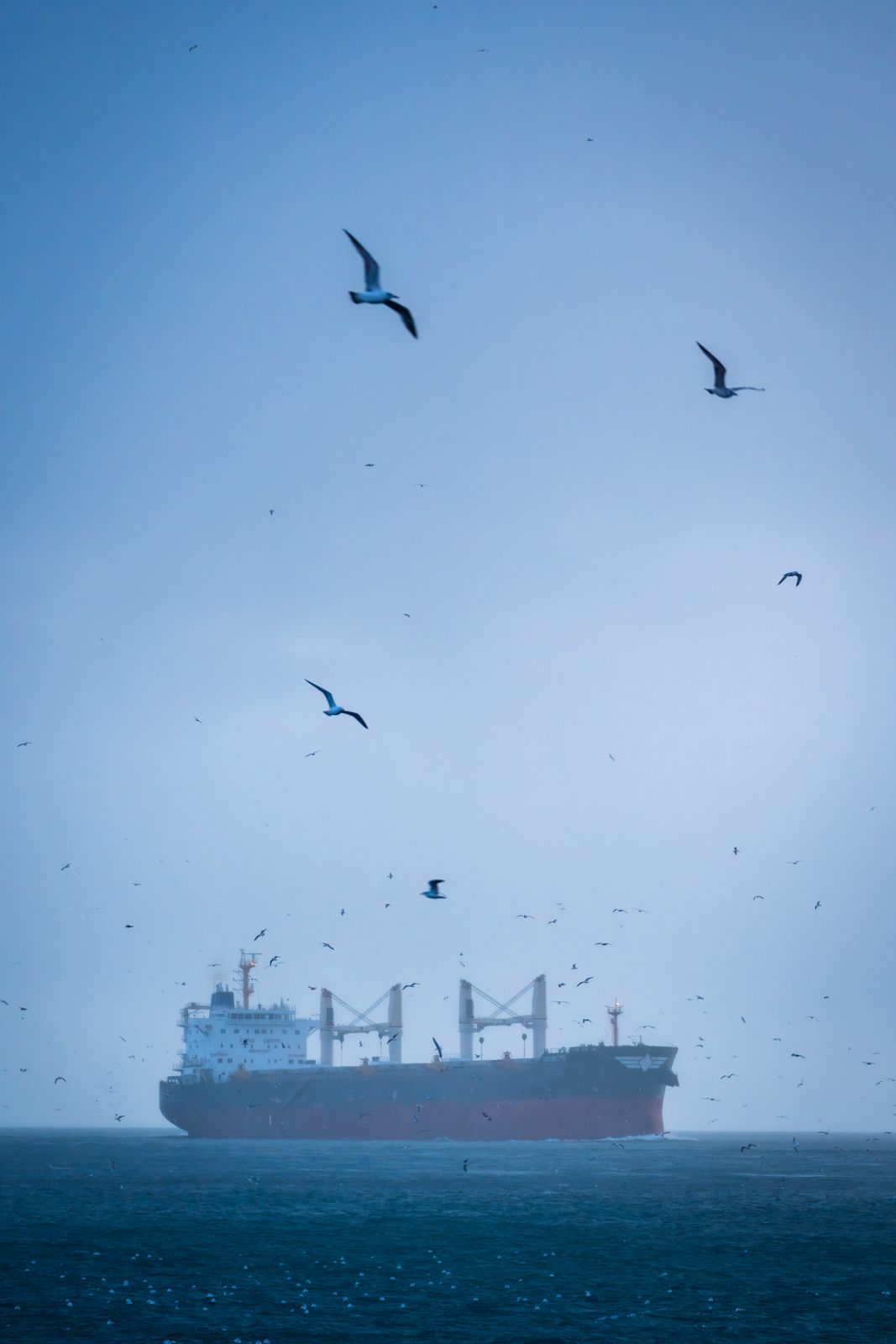 Frachtschiff und Möwen im Morgennebel