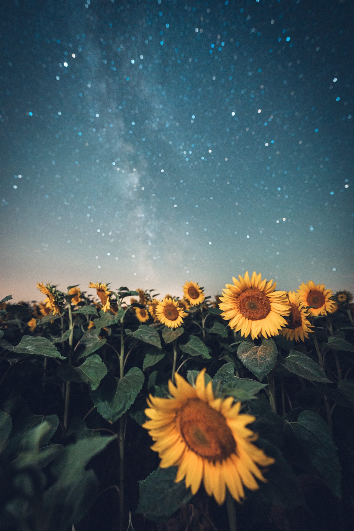 Sonnenblumen unter der Milchstraße